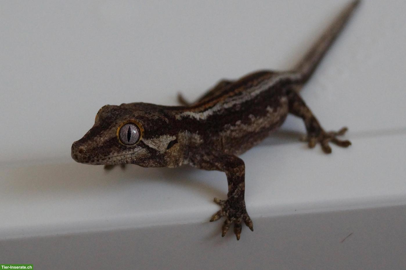 Bild 3: Geckos, Echsen & Schildkröten aus eigener Nachzucht