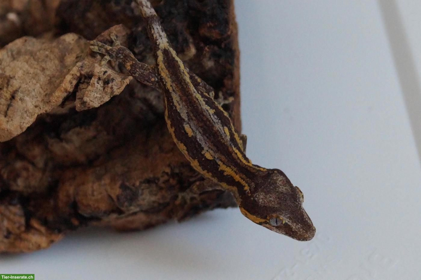 Bild 4: Geckos, Echsen & Schildkröten aus eigener Nachzucht