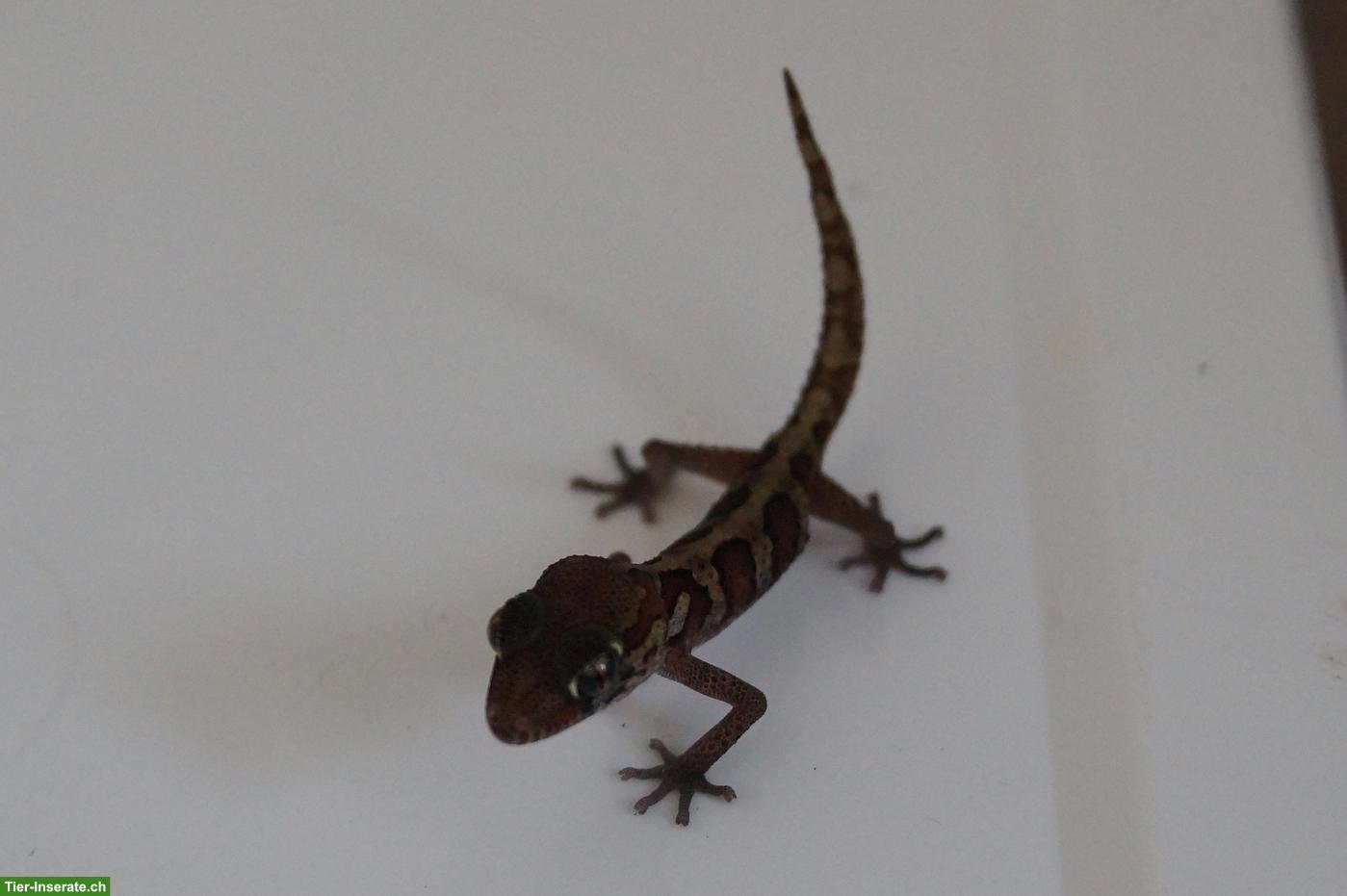Bild 6: Geckos, Echsen & Schildkröten aus eigener Nachzucht