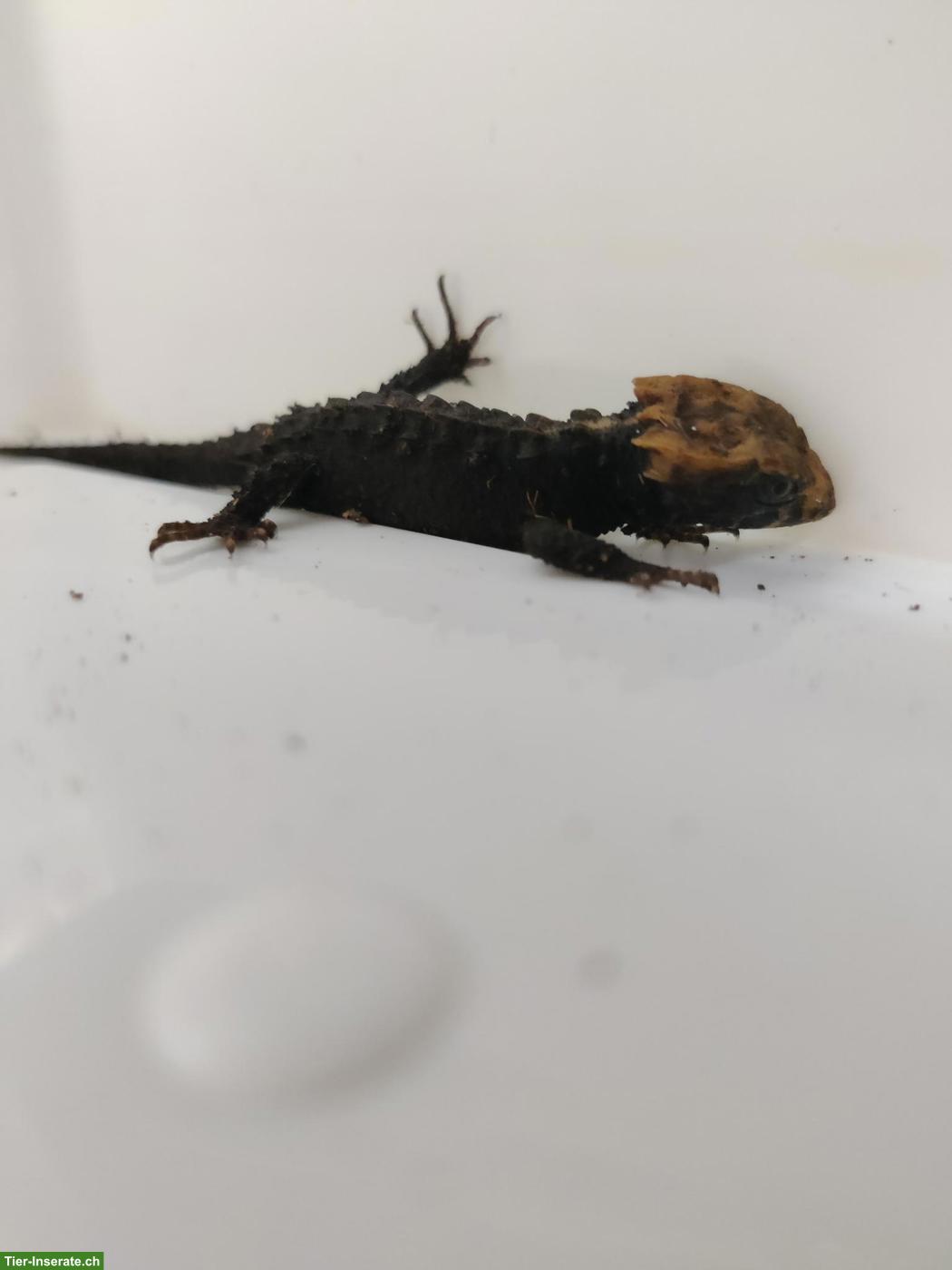 Bild 7: Geckos, Echsen & Schildkröten aus eigener Nachzucht