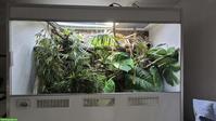 Gastropholis prasina mit Terrarium