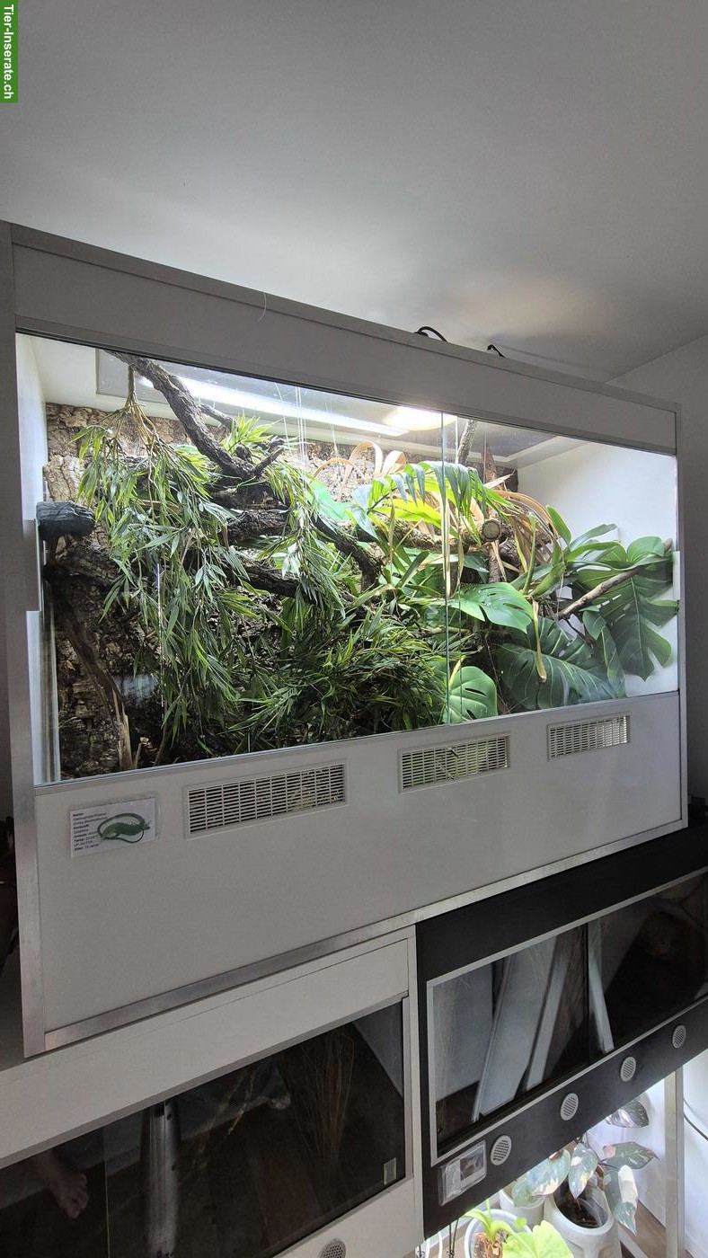Bild 2: Gastropholis prasina mit Terrarium