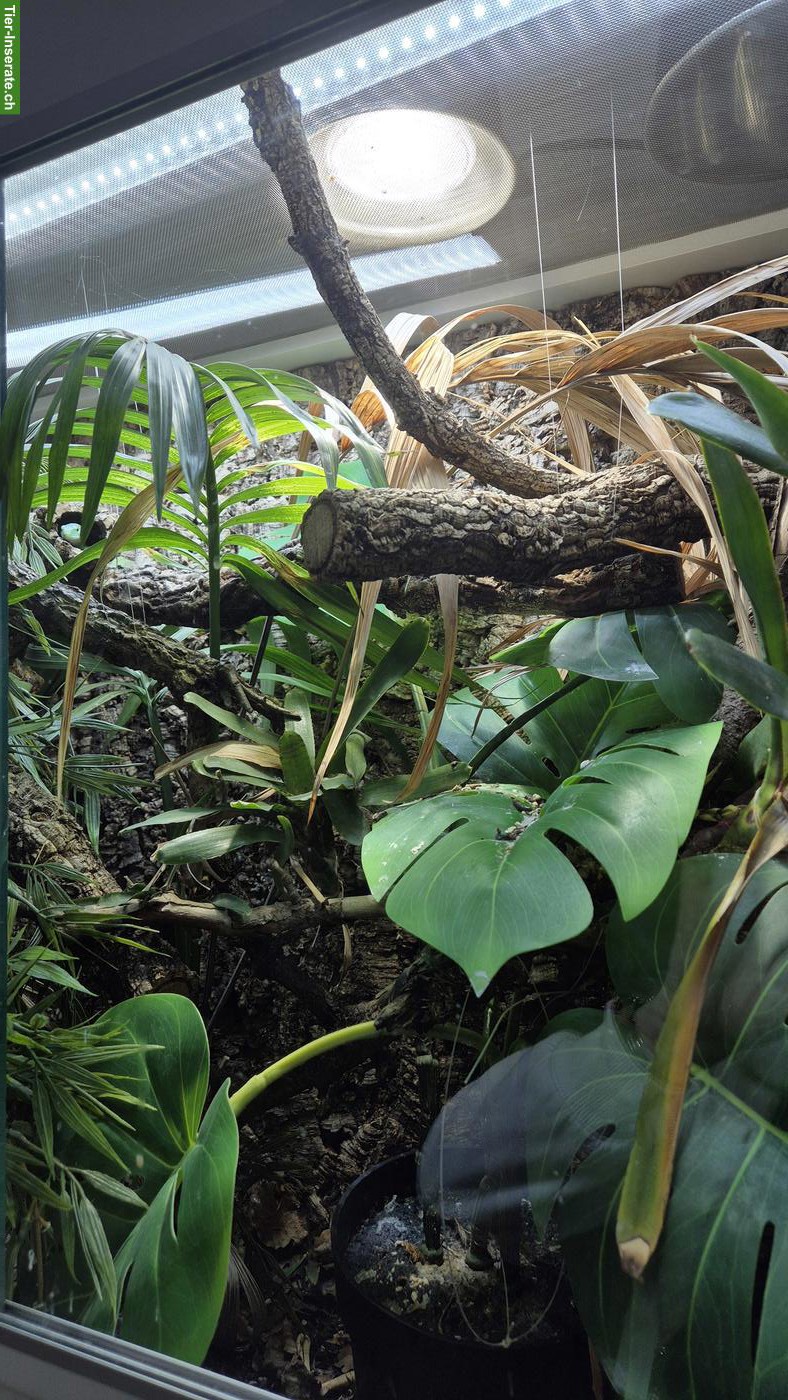 Bild 5: Gastropholis prasina mit Terrarium