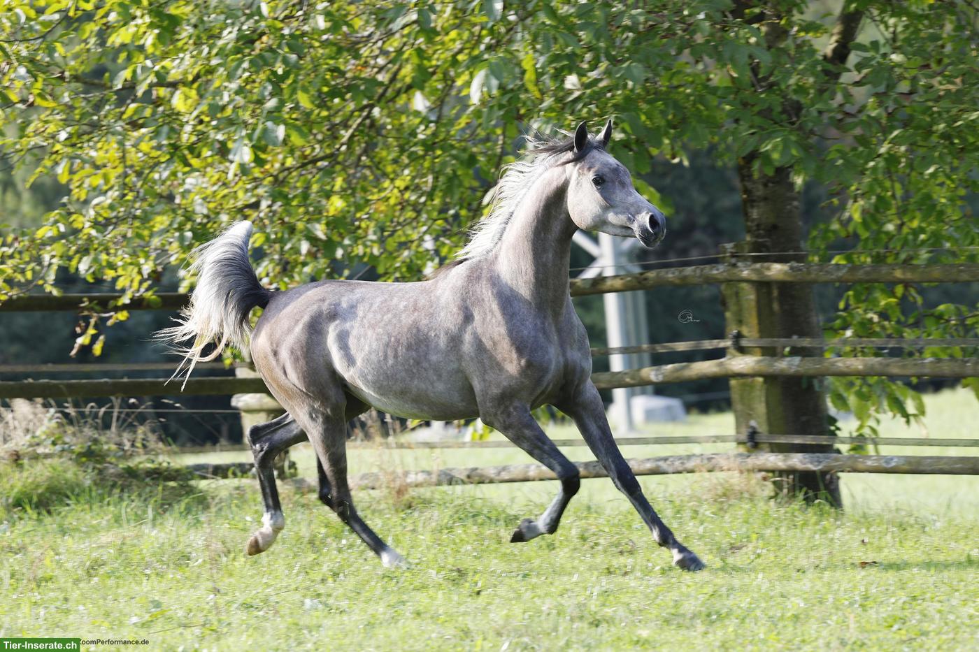 Bild 4: 3-jähriger Vollblutaraber-Wallach direkt vom Züchter