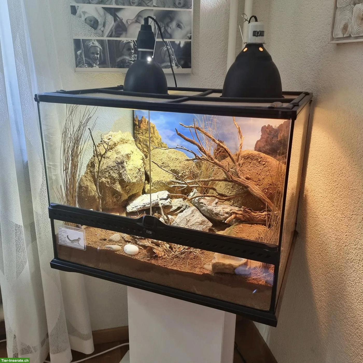 Exo Terra Terrarium, komplett eingerichtet