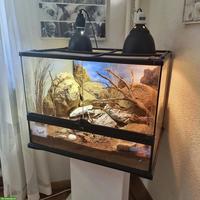 Exo Terra Terrarium, komplett eingerichtet