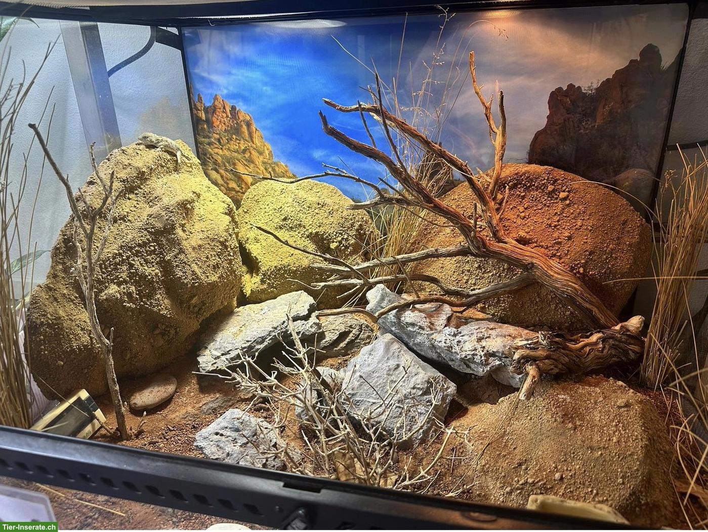 Bild 2: Exo Terra Terrarium, komplett eingerichtet