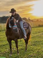 Reitbeteiligung auf Westernrössli gesucht
