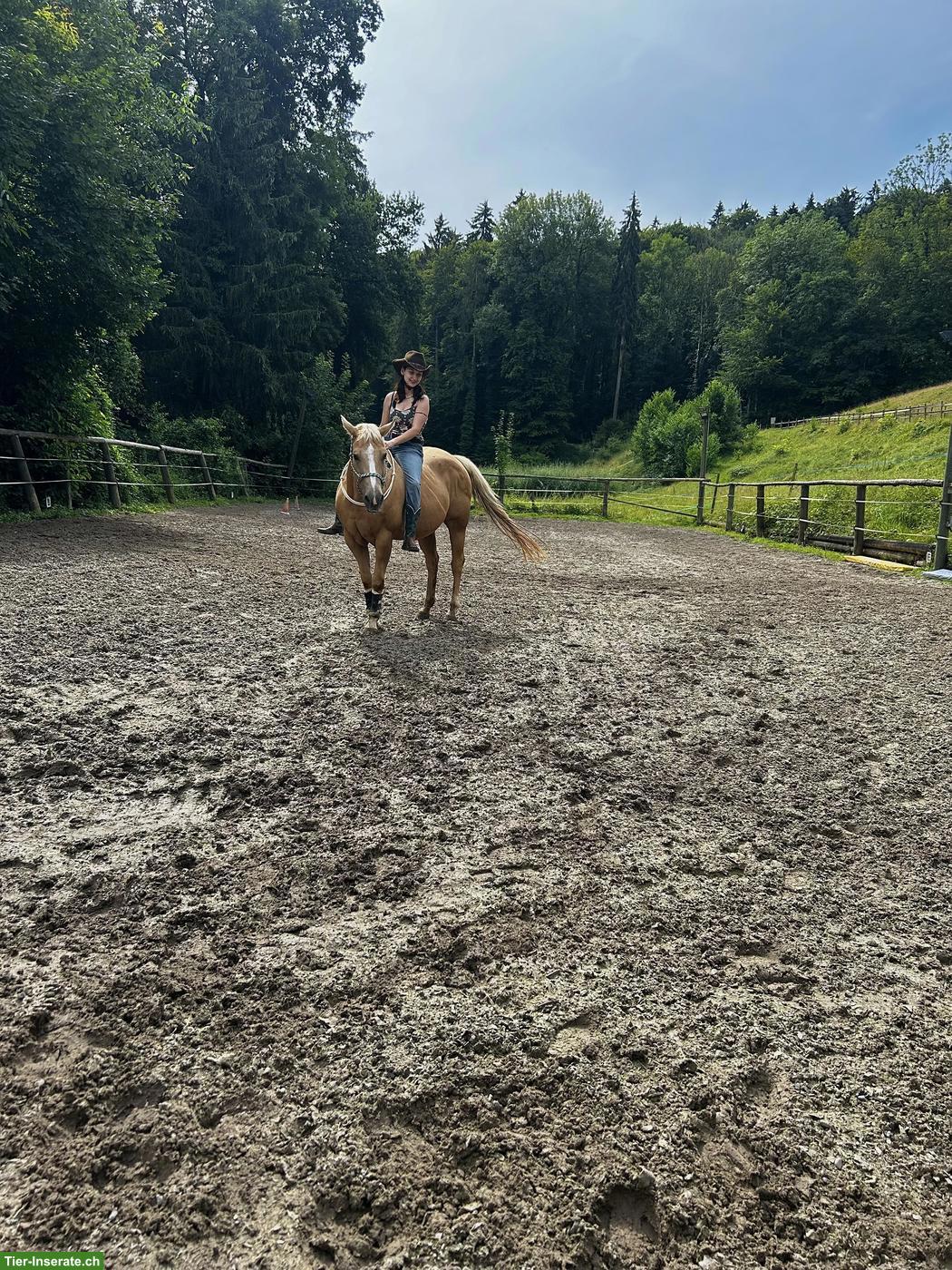 Bild 5: Reitbeteiligung auf Westernrössli gesucht