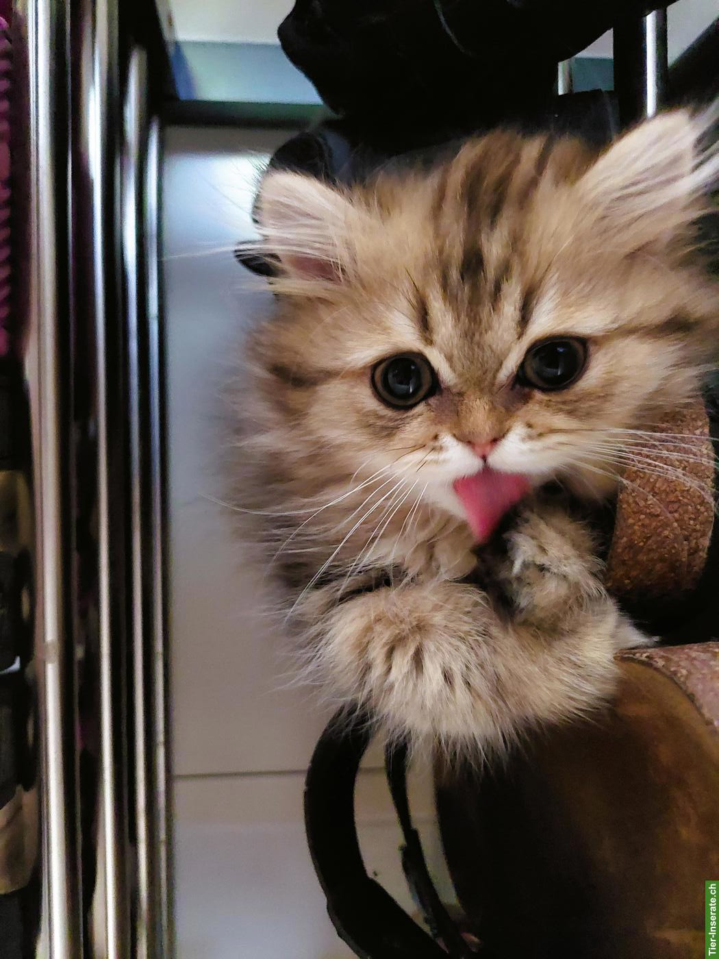 2 Perser Kitten, total verschmust & anhänglich, gemeinsam abzugeben