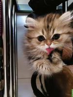 2 Perser Kitten, total verschmust & anhänglich, gemeinsam abzugeben