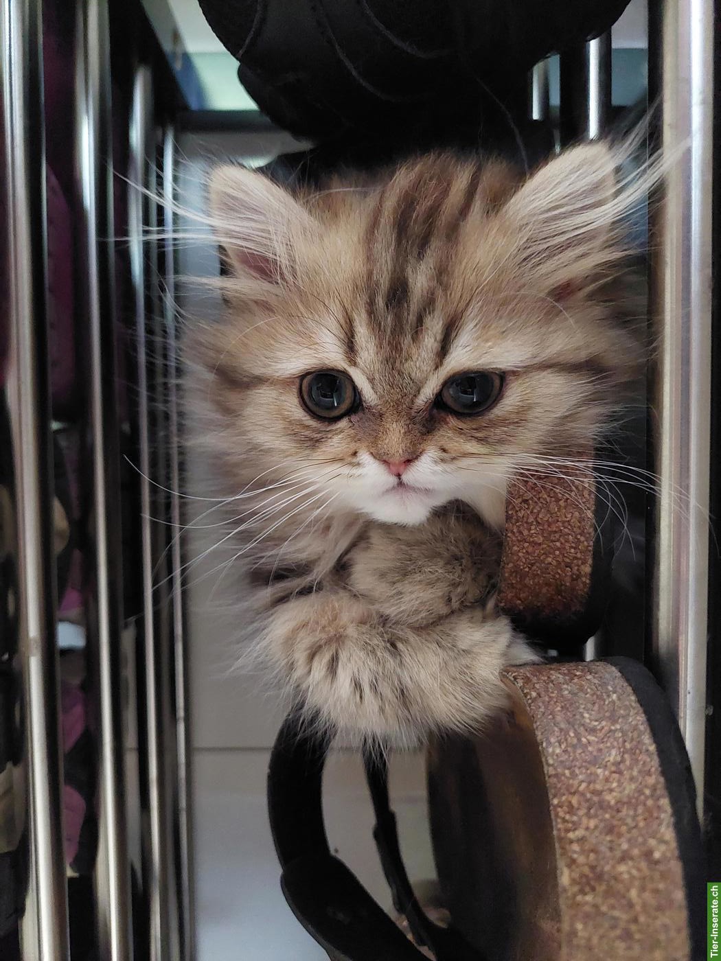 Bild 2: 2 Perser Kitten, total verschmust & anhänglich, gemeinsam abzugeben