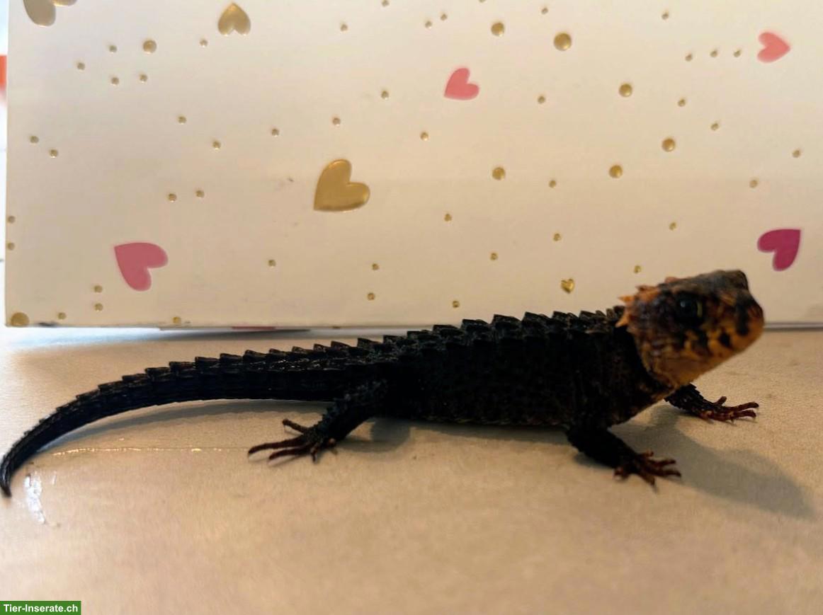 Buschkrokodile (Tribolonotus gracilis) aus eigener Zucht