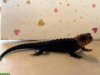 Buschkrokodile (Tribolonotus gracilis) aus eigener Zucht