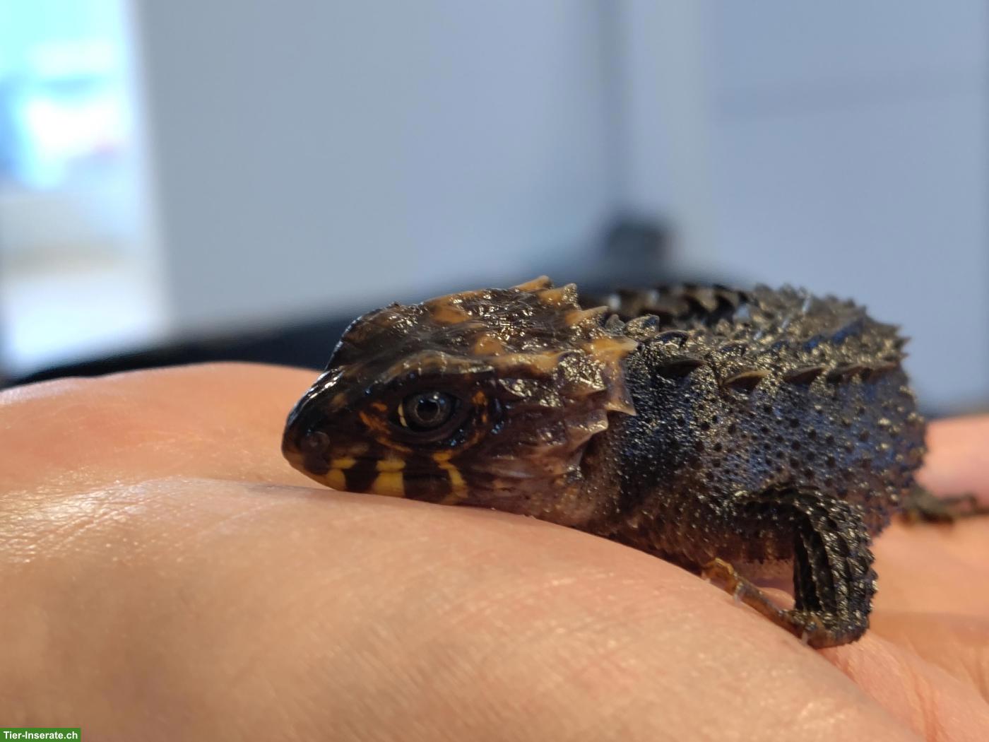 Bild 2: Buschkrokodile (Tribolonotus gracilis) aus eigener Zucht