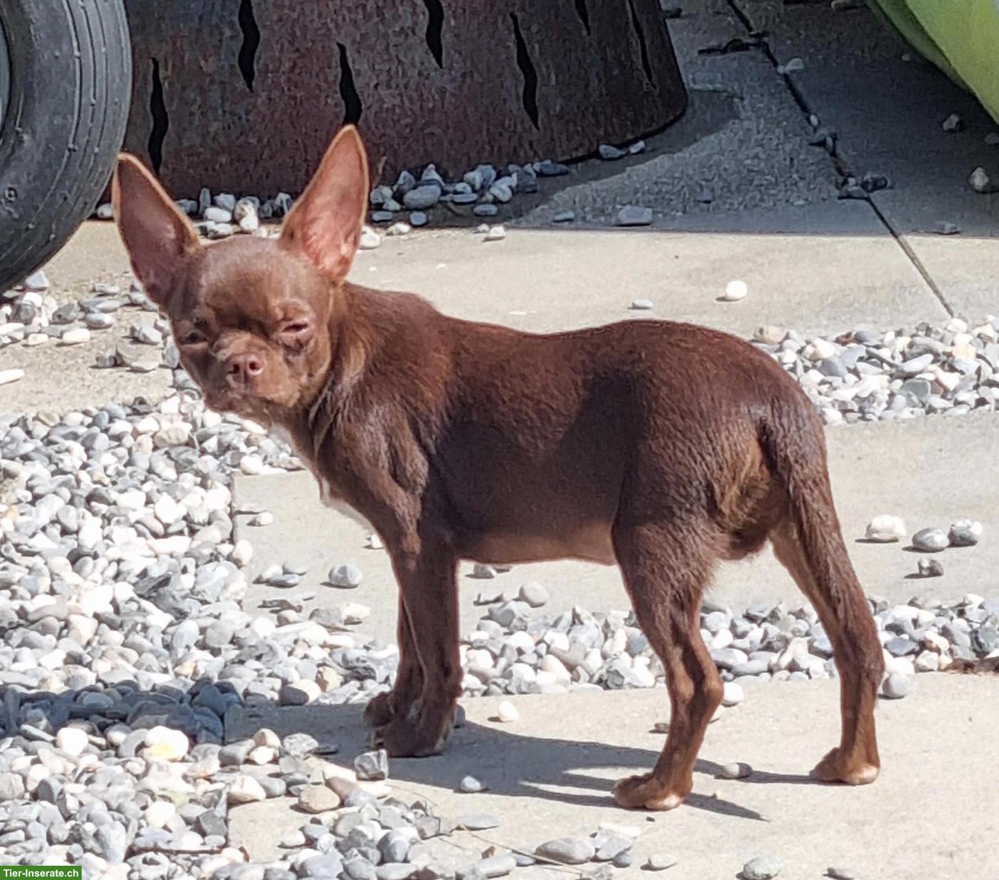 Chihuahua Deckrüde Schoko