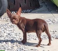 Chihuahua Deckrüde Schoko