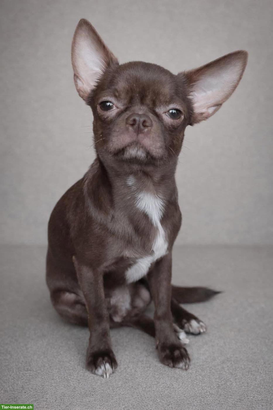 Bild 2: Chihuahua Deckrüde Schoko