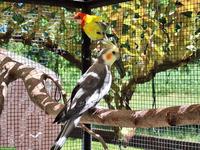 Nymphensittich Männchen zu verkaufen