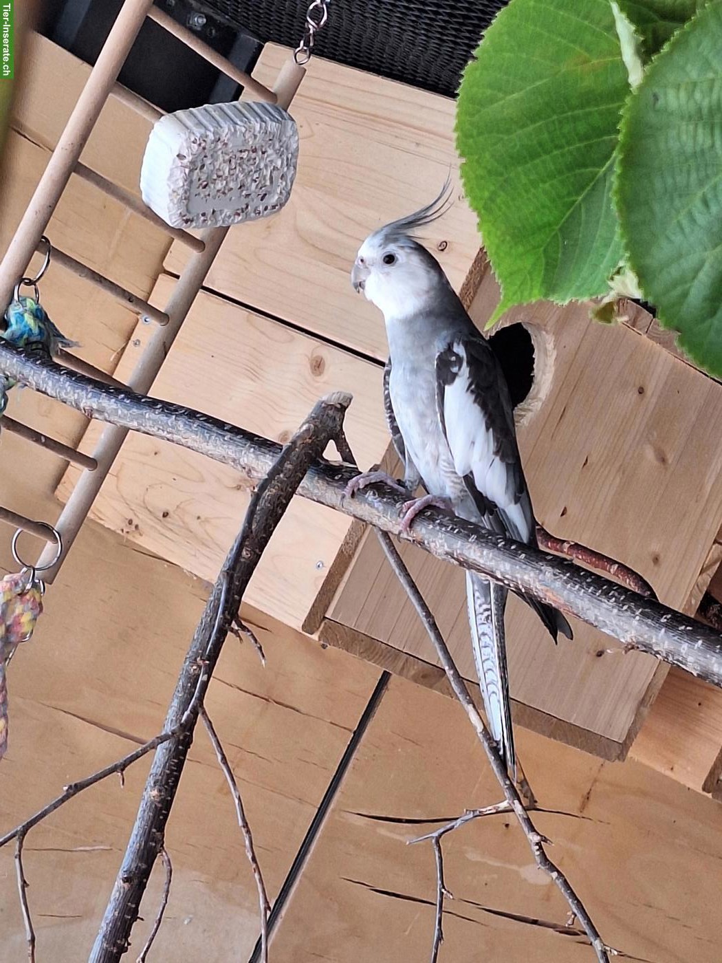 Bild 2: Nymphensittich Männchen zu verkaufen