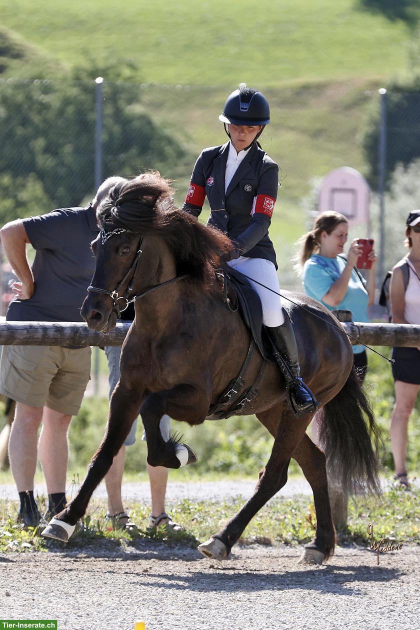Bildschöne Islandpferd Stute für Freizeit & Sport