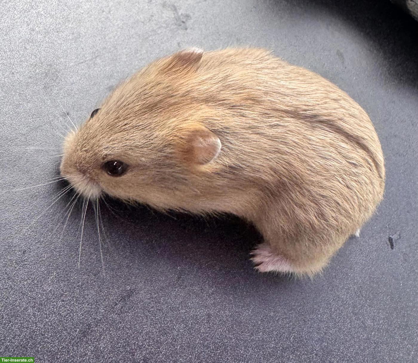 Bild 3: Campbell Zwerghamster Jungtier, handzahm