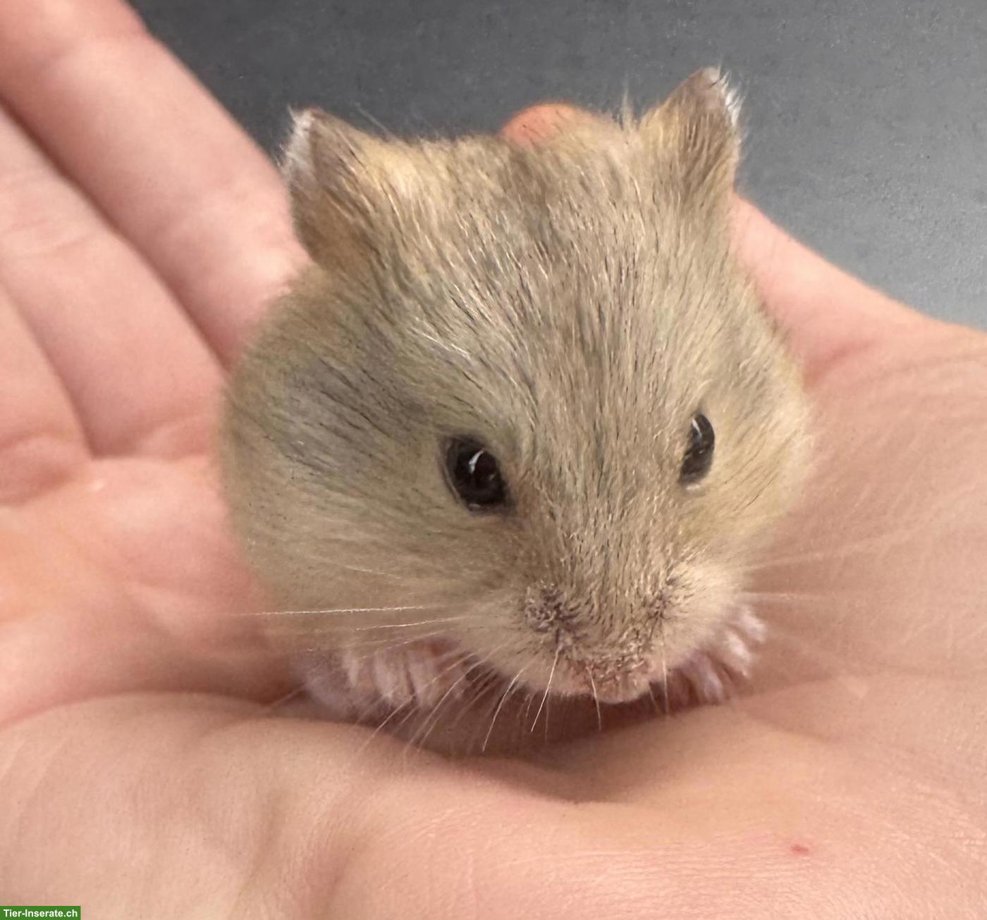Bild 5: Campbell Zwerghamster Jungtier, handzahm