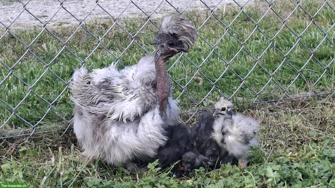 Showgirl Seidenhuhn-Hennen