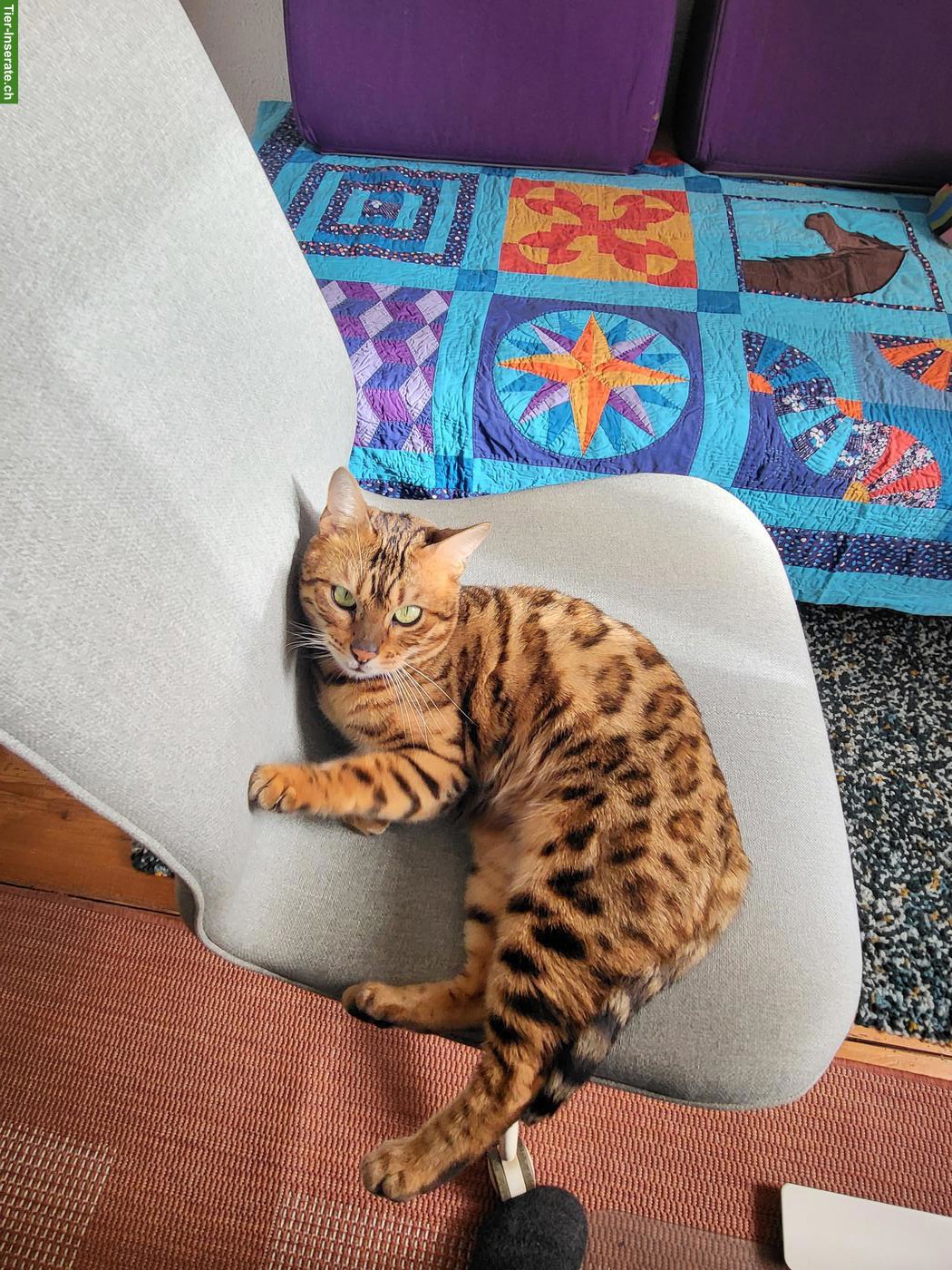 Bengal Kätzin sucht Lebensplatz