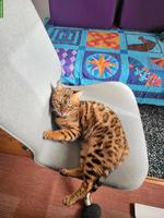 Bengal Kätzin sucht Lebensplatz
