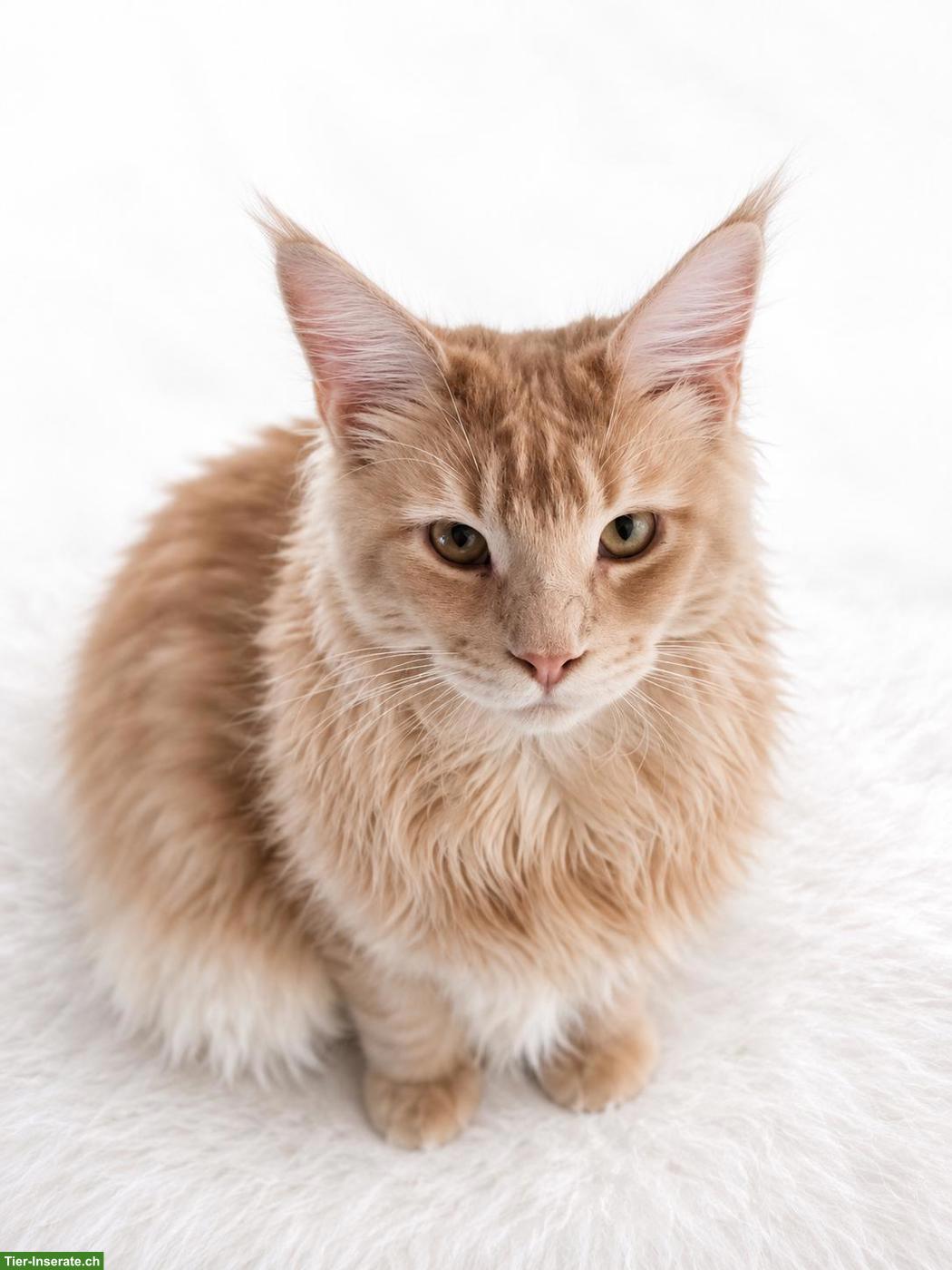 Bild 2: Maine Coon Deckkater Cream Tabby