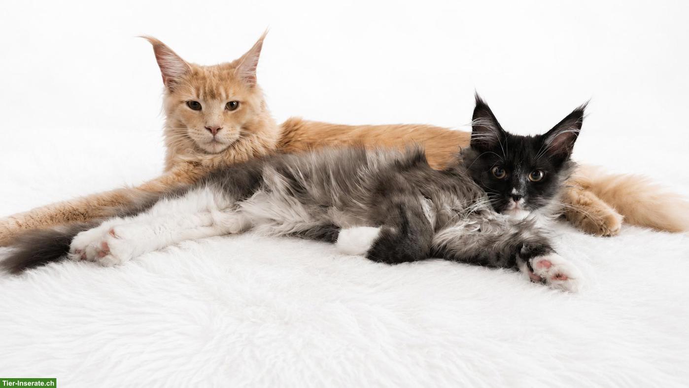 Bild 3: Maine Coon Deckkater Cream Tabby