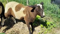 Schafbock Widder, Charolais x Spiegelschaf
