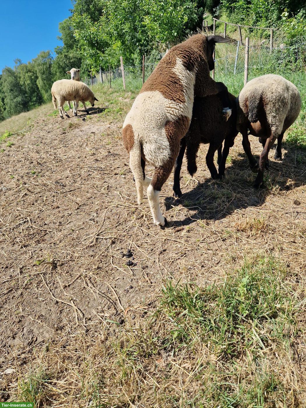 Bild 2: Schafbock Widder, Charolais x Spiegelschaf
