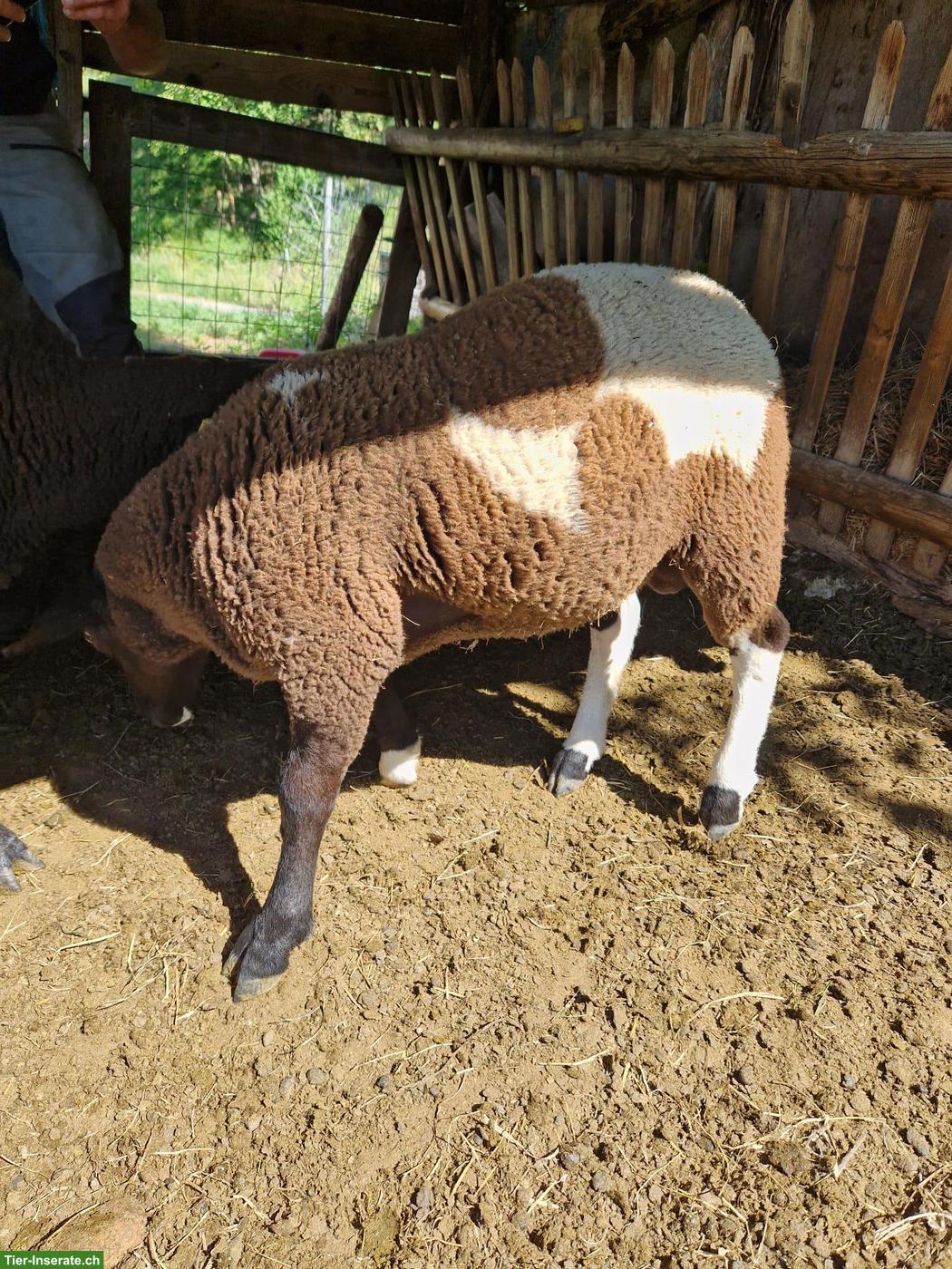 Bild 3: Schafbock Widder, Charolais x Spiegelschaf