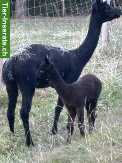 Bild 2: Alpaka Stuten mit Fohlen