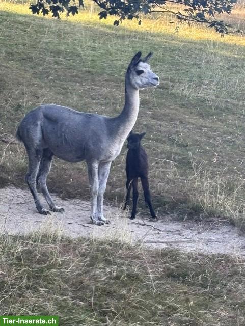 Bild 3: Alpaka Stuten mit Fohlen