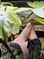 Phelsuma klemmeri, Blauer Bambus-Taggecko, CH Nachzuchten