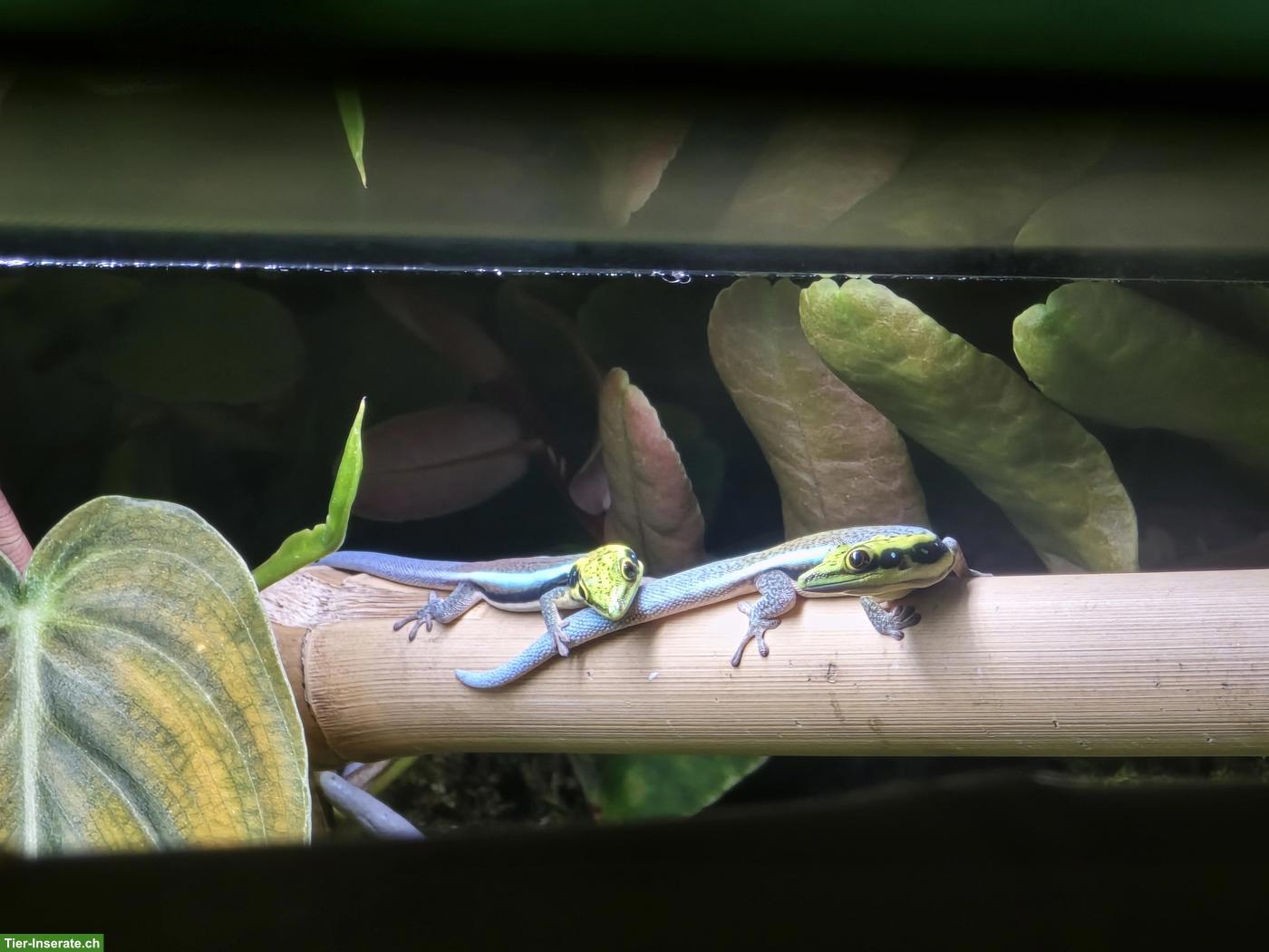 Bild 4: Phelsuma klemmeri, Blauer Bambus-Taggecko, CH Nachzuchten