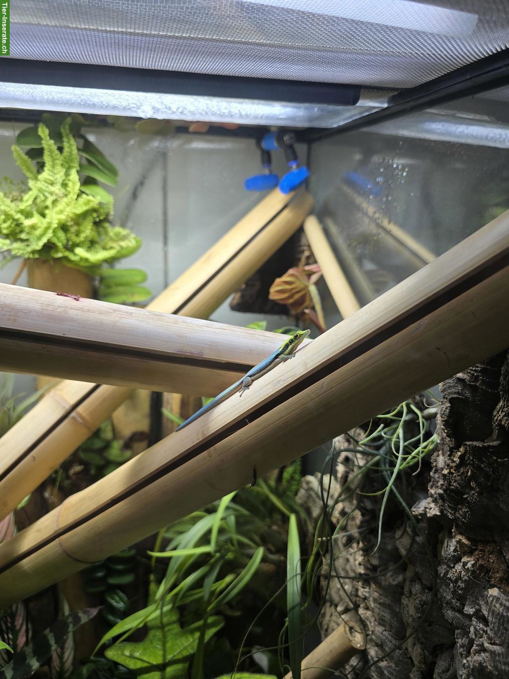 Bild 5: Phelsuma klemmeri, Blauer Bambus-Taggecko, CH Nachzuchten