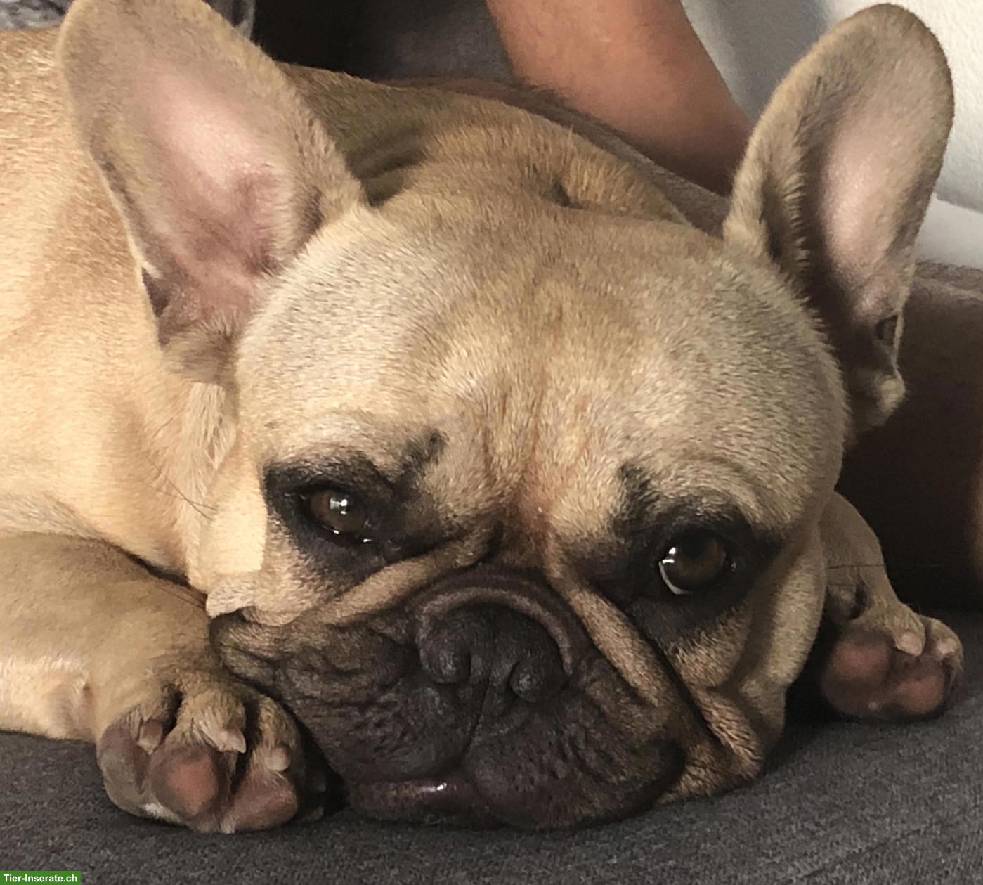 "Dogsharing" gesucht, Region Münsingen/Bern