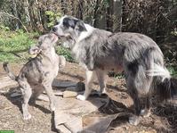 Aussie x Collie Mix Welpen