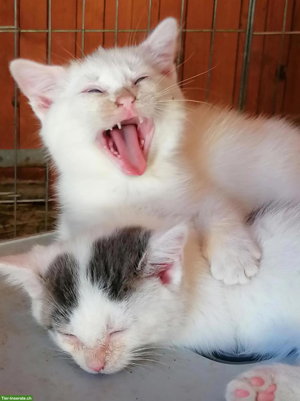 Junge Kater zu verkaufen