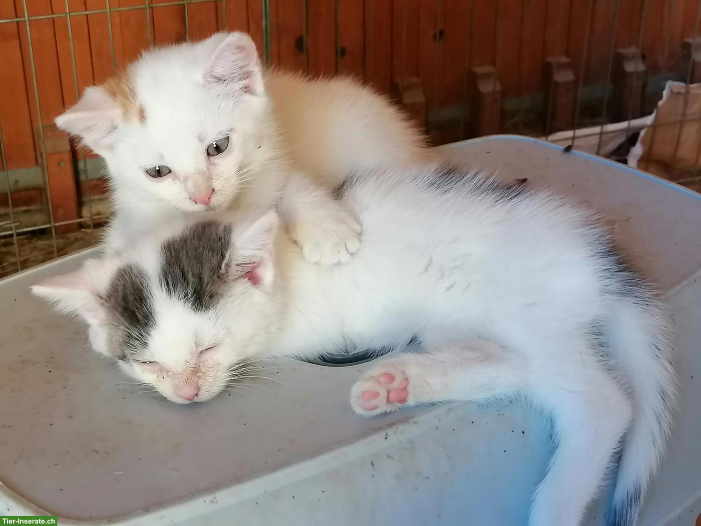 Bild 2: Junge Kater zu verkaufen