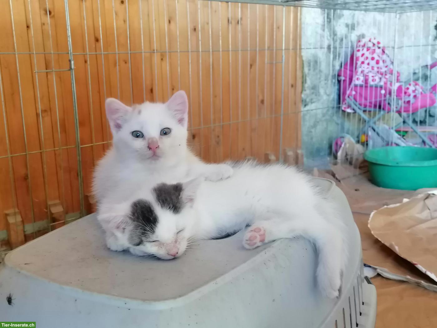 Bild 3: Junge Kater zu verkaufen