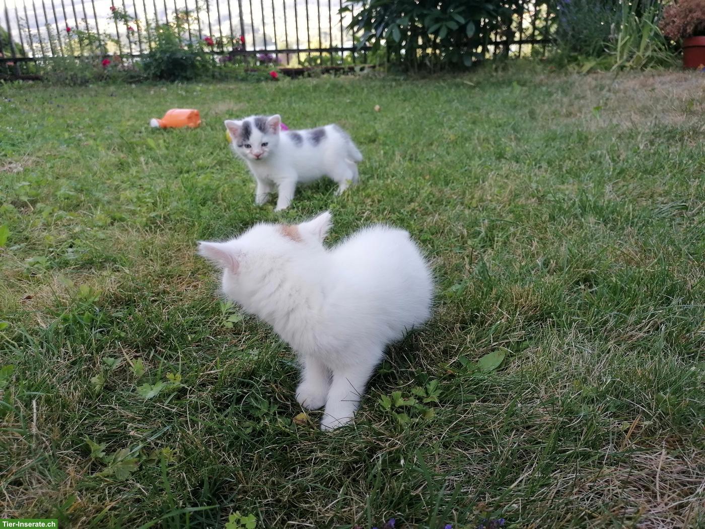 Bild 4: Junge Kater zu verkaufen