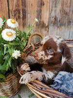 Reinrassige Labradorwelpen zu verkaufen