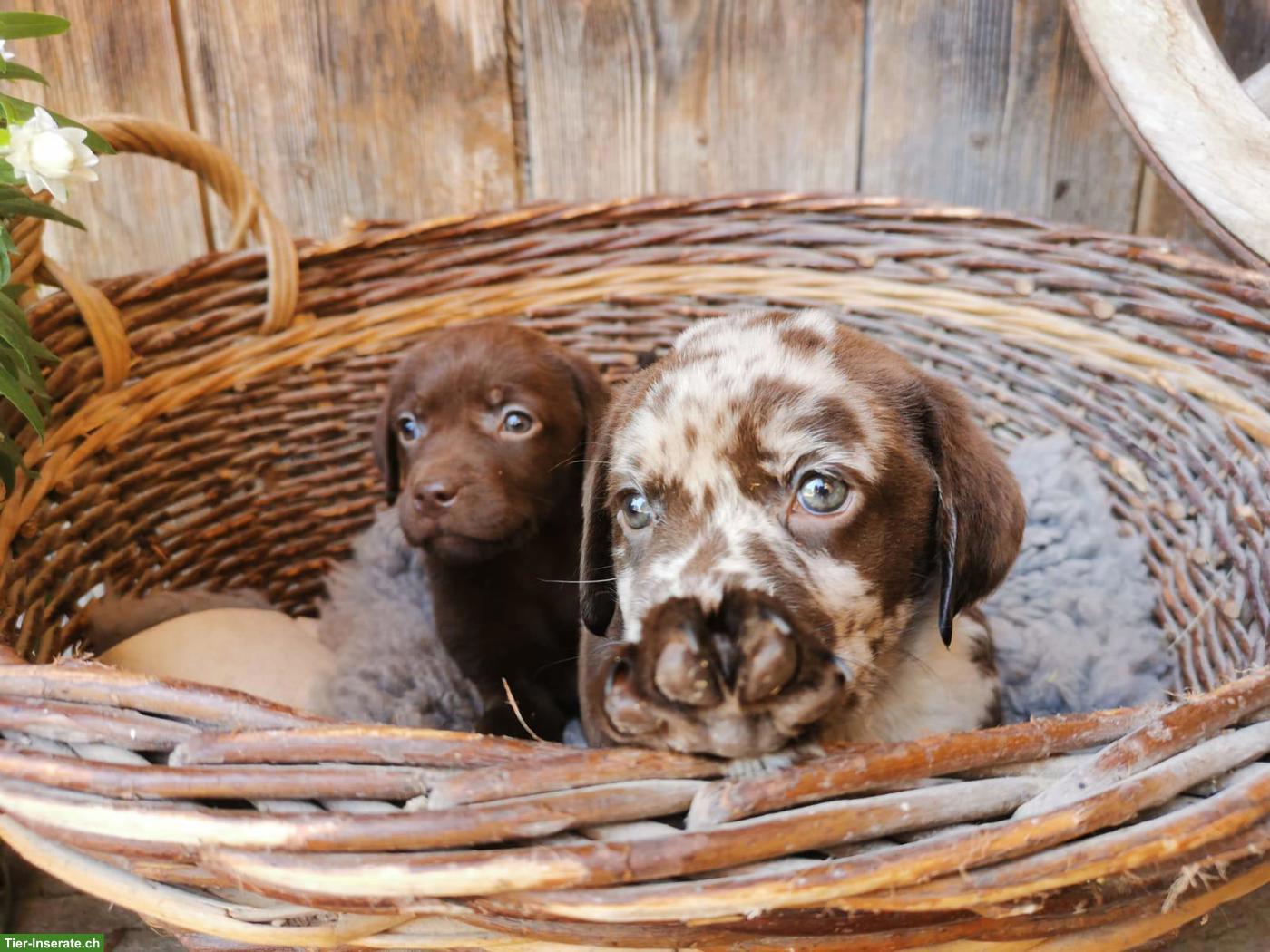 Bild 10: Reinrassige Labradorwelpen zu verkaufen