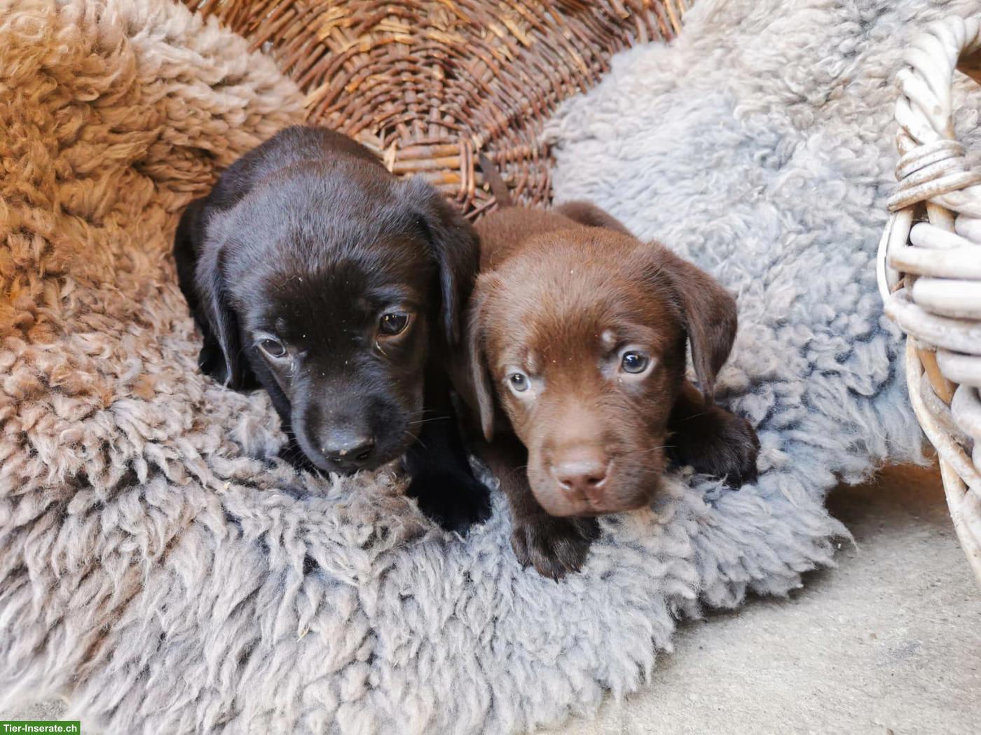 Bild 2: Reinrassige Labradorwelpen zu verkaufen