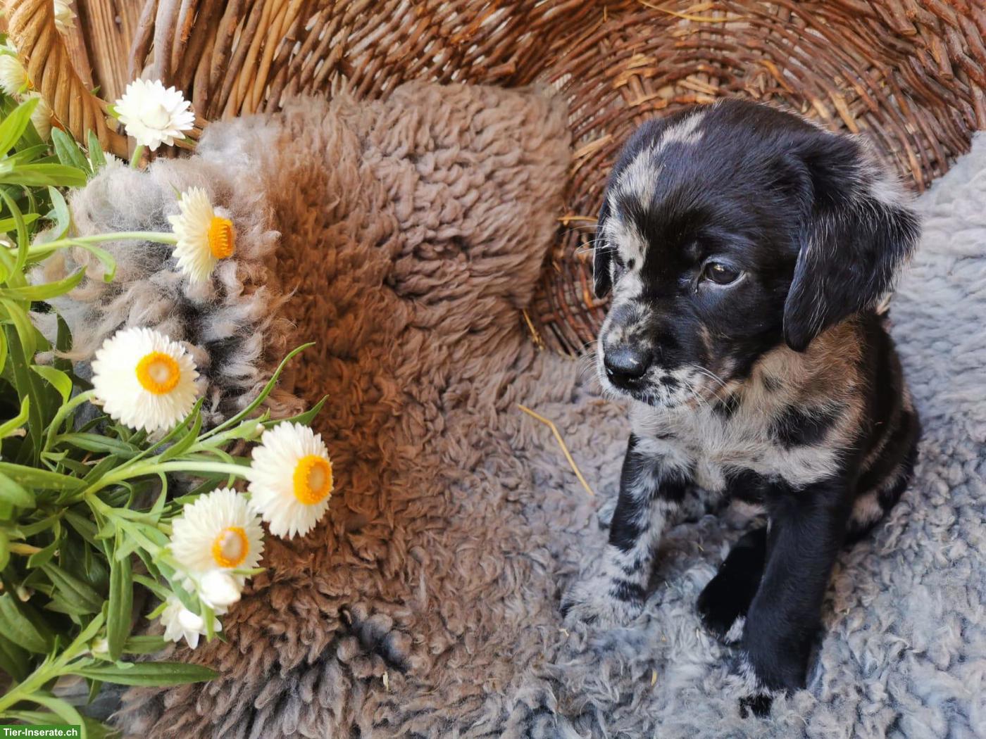 Bild 3: Reinrassige Labradorwelpen zu verkaufen